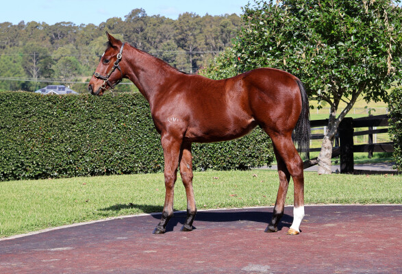 Lot 94: Capitalist / Traviata