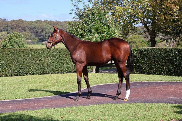Lot 169: Acrobat / Backless (NZ)