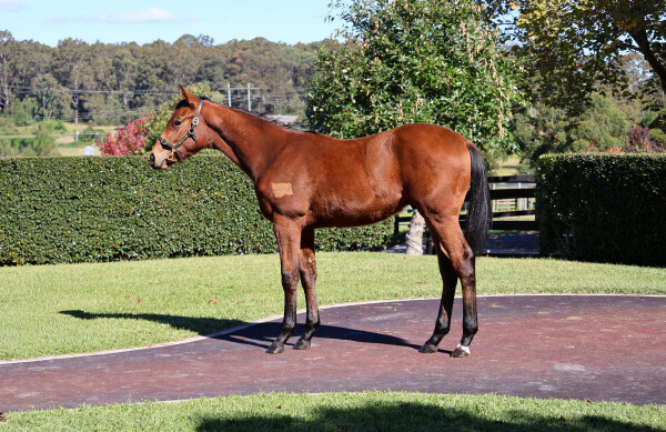 Lot 357: Lucky Vega (IRE) / Life's Zerprise