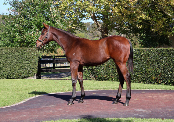 Lot 388: Bivouac / Miss Maya
