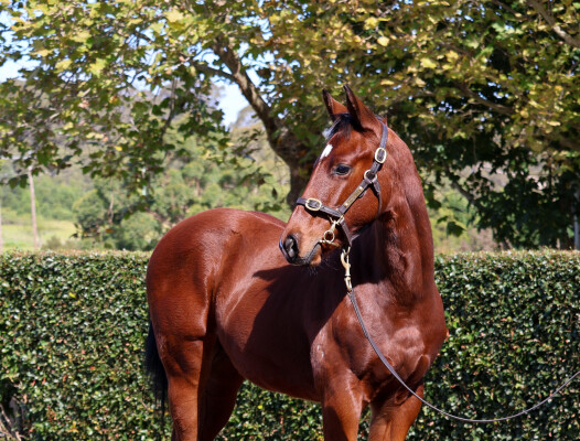 Lot 94: Capitalist / Traviata