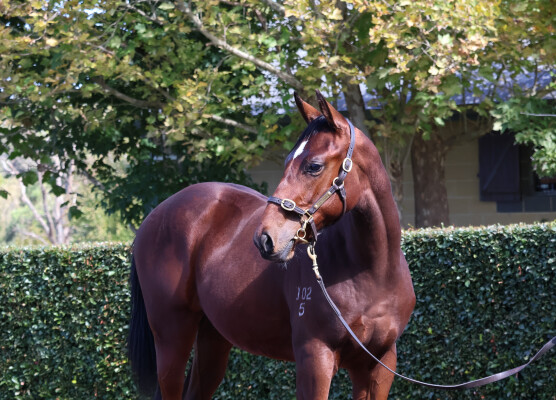 Lot 169: Acrobat / Backless (NZ)