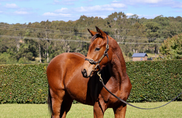 Lot 357: Lucky Vega (IRE) / Life's Zerprise