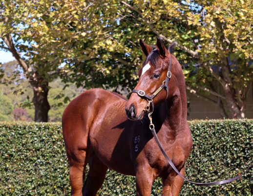 Lot 388: Bivouac / Miss Maya