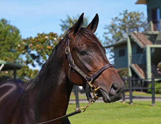 Lot 63: Tavistock (NZ) / Danza Kuduro (NZ)