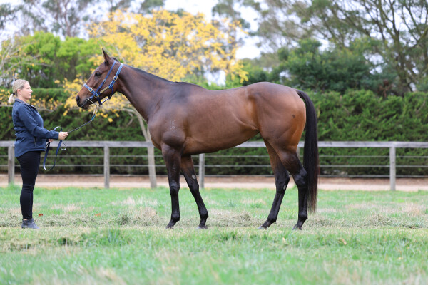 Lot 89: Deep Field / Iceland Turf Belle