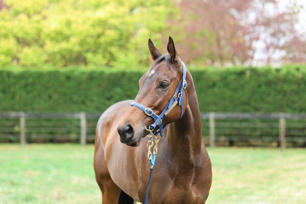 Lot 89: Deep Field / Iceland Turf Belle