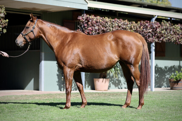 Lot 94: Dubawi (IRE) / Bracelet (IRE)