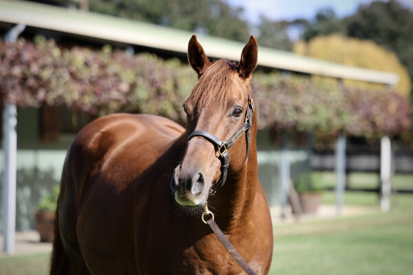 Lot 94: Dubawi (IRE) / Bracelet (IRE)