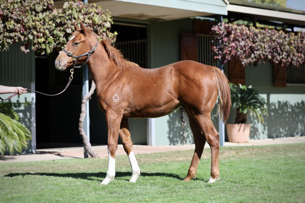 Lot 94: Dubawi (IRE) / Bracelet (IRE)