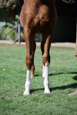Lot 94: Dubawi (IRE) / Bracelet (IRE)