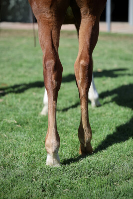 Lot 94: Dubawi (IRE) / Bracelet (IRE)