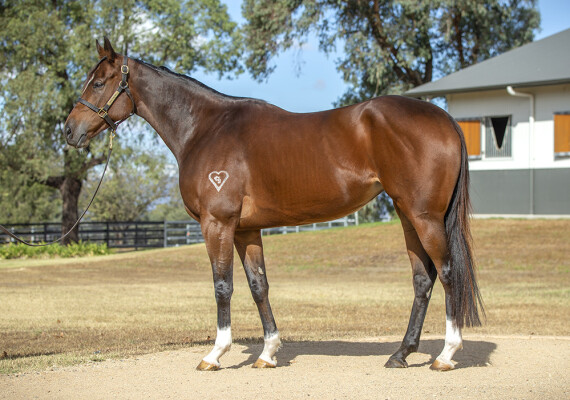 Lot 86: Dundeel (NZ) / Aliberani