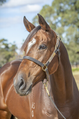 Lot 86: Dundeel (NZ) / Aliberani