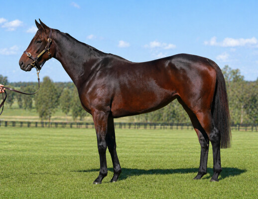 Lot 63: Tavistock (NZ) / Danza Kuduro (NZ)