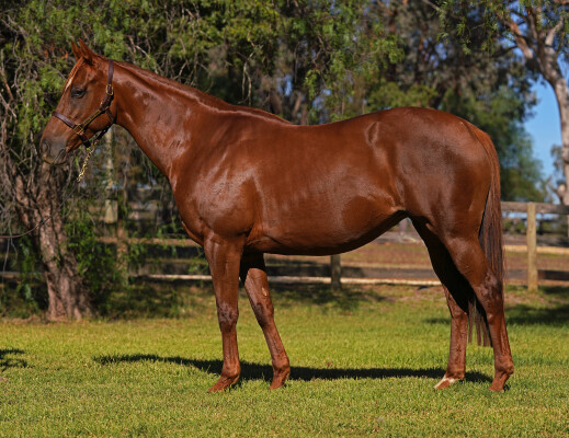 Lot 42: Xtravagant (NZ) / Celebrity Miss