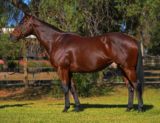 Lot 51: War / Inkster