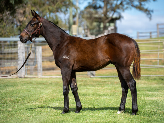 Lot 302: Native Trail (GB) / Hissy Fit (NZ)
