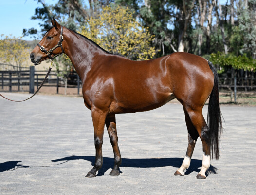 Lot 54: Dundeel (NZ) / Maid of Heaven