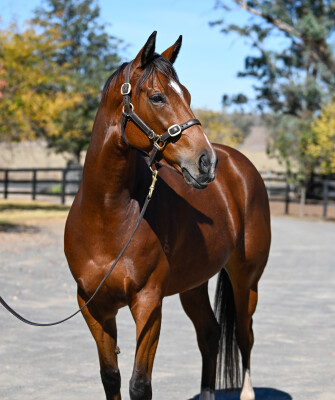 Lot 54: Dundeel (NZ) / Maid of Heaven