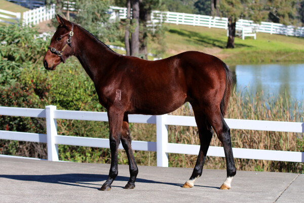 Lot 151: Headwater / All Too Scottish