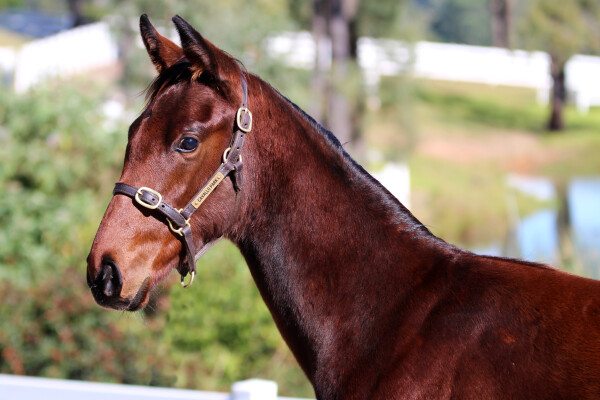 Lot 151: Headwater / All Too Scottish