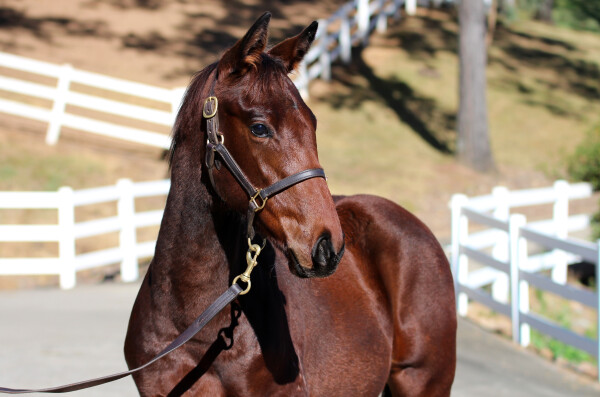 Lot 151: Headwater / All Too Scottish
