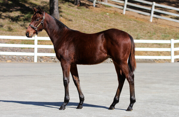 Lot 37: Generation / Snow Flakes