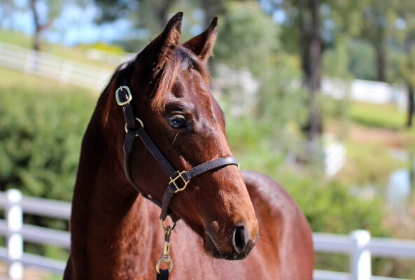Lot 37: Generation / Snow Flakes