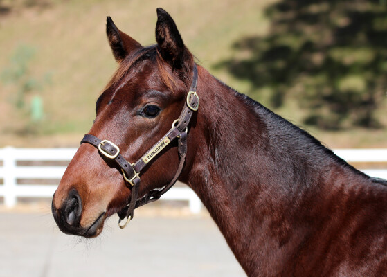 Lot 37: Generation / Snow Flakes