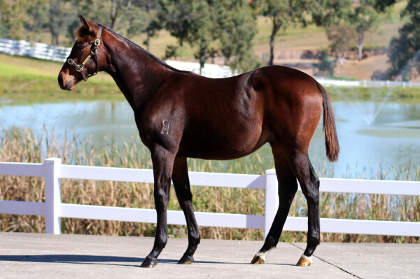 Lot 52: Fierce Impact (JPN) / Stockist (NZ)
