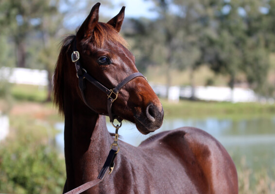 Lot 52: Fierce Impact (JPN) / Stockist (NZ)