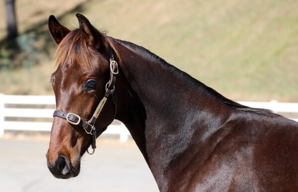Lot 52: Fierce Impact (JPN) / Stockist (NZ)