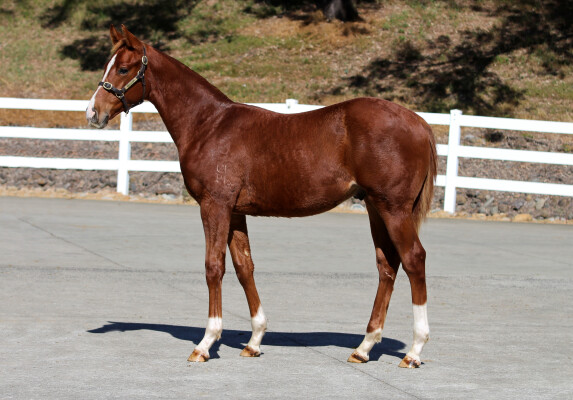 Lot 171: Admire Mars (JPN) / Ballybane
