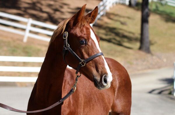 Lot 171: Admire Mars (JPN) / Ballybane