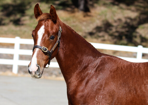 Lot 171: Admire Mars (JPN) / Ballybane