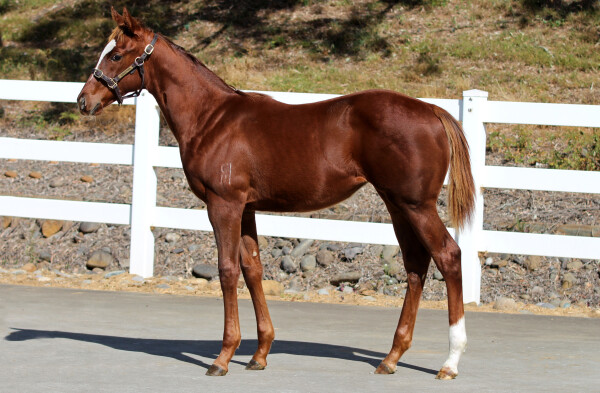 Lot 451: Best of Bordeaux / Penndior