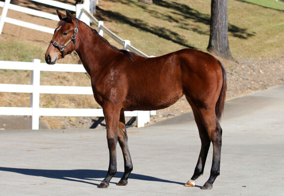 Lot 485: Hitotsu / Redeel