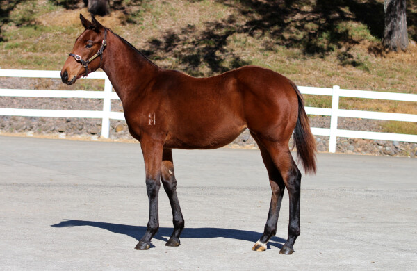 Lot 486: Unite and Conquer / Reeh
