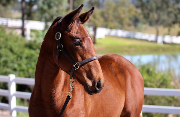 Lot 486: Unite and Conquer / Reeh