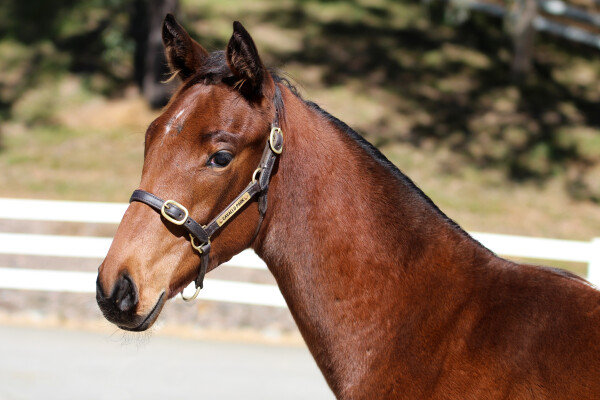 Lot 486: Unite and Conquer / Reeh