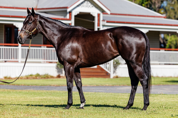 Lot 36: Brazen Beau / Segenhoe Valley