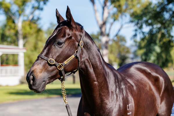 Lot 36: Brazen Beau / Segenhoe Valley