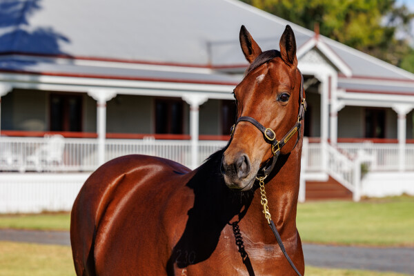 Lot 87: Smart Missile / Wecansay Mak