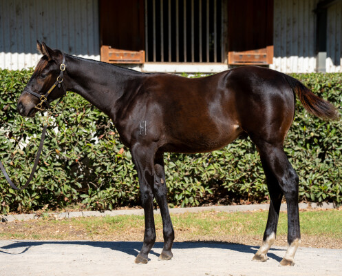 Lot 179: Ozzmosis / Blavatsky