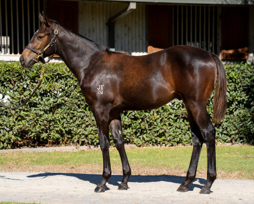 Lot 343: Pierata / Lady Brook