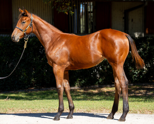 Lot 461: Jacquinot / Pretty Fancy