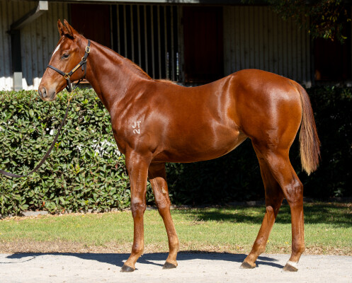 Lot 478: Zousain / Queen of Shadows