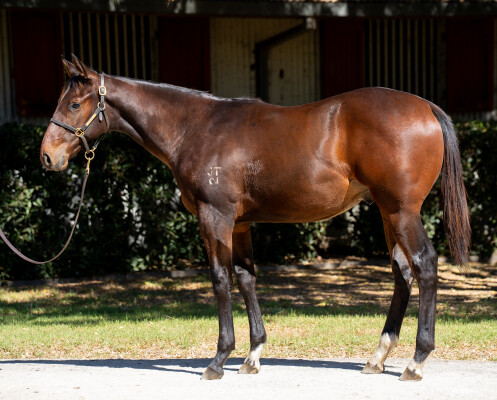 Lot 500: Victor Ludorum (GB) / Ruby Flo