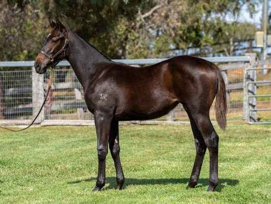 Lot 340: Alabama Express / La Seule